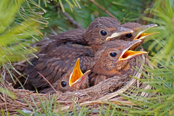 Jungvögel am Boden sind nicht in Not Vermeintlich hilflose Vogelkinder bitte nicht aufnehmen!