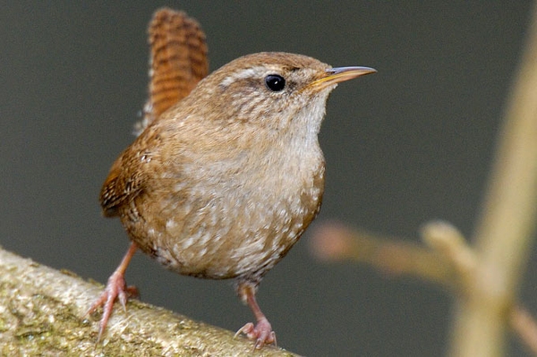  Mehr Zaunkönige gesichtet Zwischenbilanz der Stunde der Wintervögel