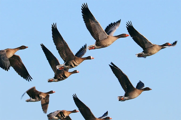 Jagdstopp für Saatgänse in Brandenburg Nun muss Mecklenburg-Vorpommern nachziehen