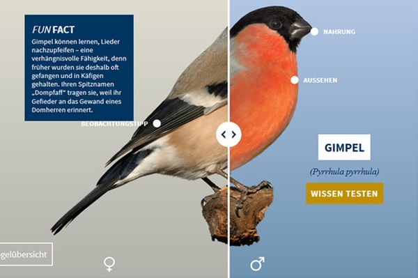 E-Learning-Tool „NABU-Vogeltrainer“ Quizze, Puzzles und Funfacts zu unseren Vögeln
