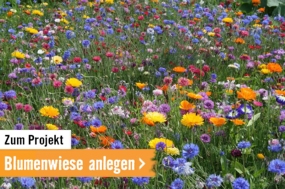 Zum Projekt: Blumenwiese anlegen