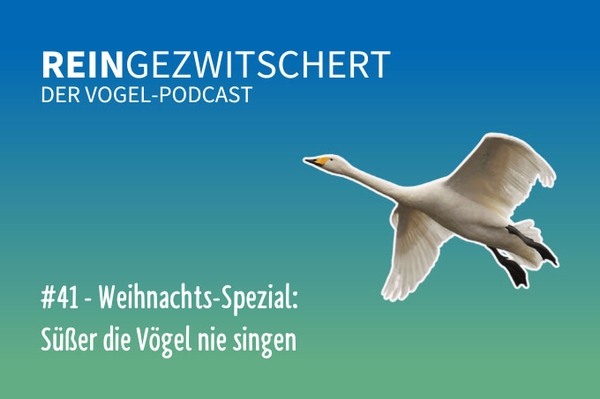 Reingezwitschert – der NABU-Vogelpodcast Tipps, Neuigkeiten und Kurioses für alle Vogelfans