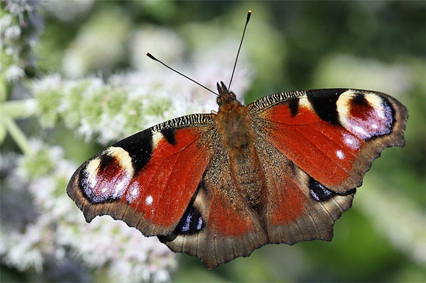 Frühe Falter in Hessen Melden Sie uns Schmetterlinge auf Naturgucker!