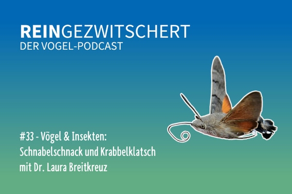 Reingezwitschert – der NABU-Vogelpodcast Tipps, Neuigkeiten und Kurioses für alle Vogelfans