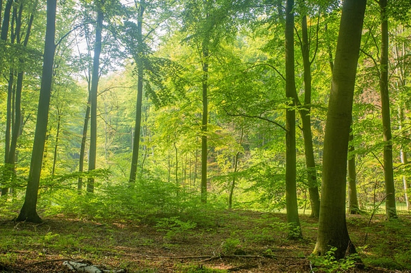 Buchen nicht dem Holzhunger opfern Holznutzung muss sich der Ökologie des Waldes unterordnen