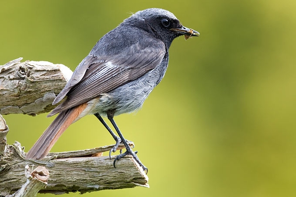 Hilfe für den Hausrotschwanz 29.3.2025: Große Tagung zum Jahresvogel in Wetzlar