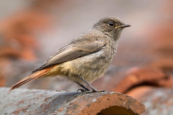 Fotowettbewerb: „Wilde Stadtnatur für den Hausrotschwanz“ Jetzt mitmachen und gewinnen!