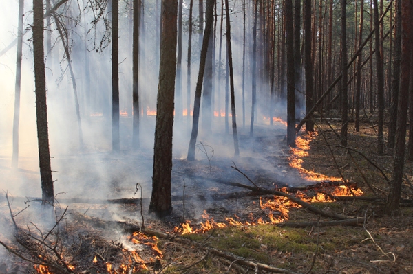 20 Prozent ukrainischer Naturschutzgebiete zerstört Brände, Minen und Wilderei bedrohen seltene Arten im Kriegsgebiet