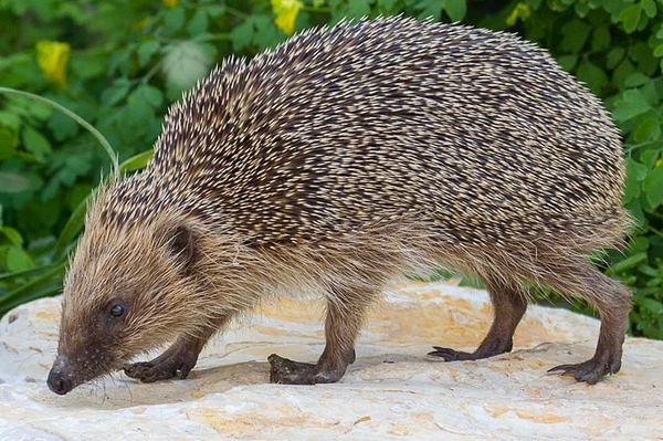 Der Winterschlaf ist vorbei: Die Igel sind jetzt aktiv Den Garten zum Igelparadies machen!