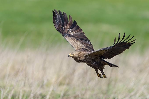 Schreiadler und Weißstorch sagen Danke! Kauf von sechs Hektar Wiese mit Hilfe von Spenden geglückt