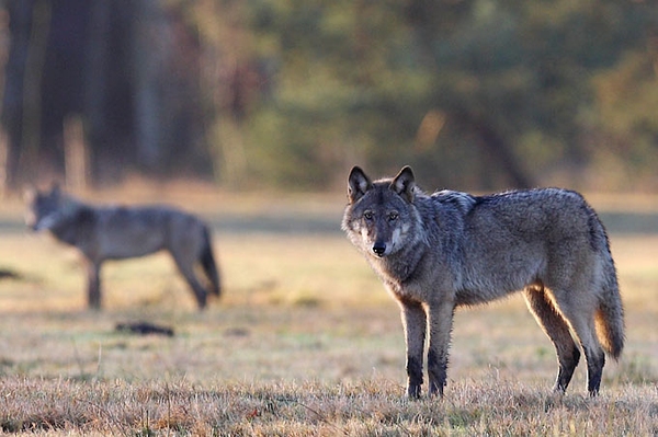 Spurensuche am Fluss: Biber, Otter, Wolf und Co. 21. Mai 2022 im „Rheinsberger Rhin und Hellberge“