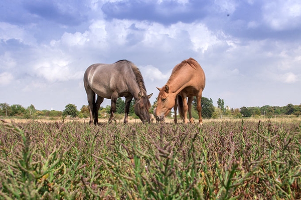 Neue Landschaftspfleger unterwegs
Konik-Pferde erhalten Salzwiesen bei Hecklingen