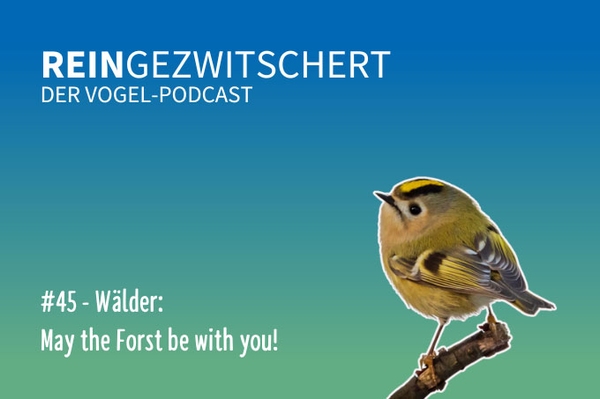 Reingezwitschert – der NABU-Vogelpodcast Tipps, Neuigkeiten und Kurioses für alle Vogelfans