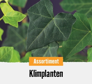 Klimplanten | HORNBACH
