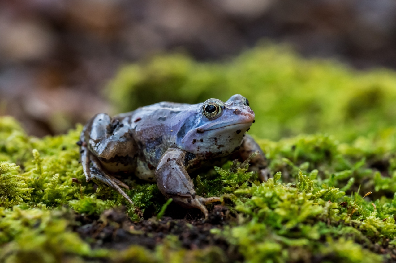 Moorfrosch – Foto: mariancazacu - stock.adobe.com 