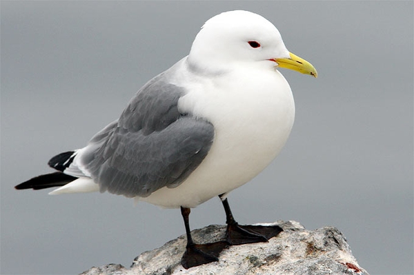 Vogelgrippe: Verlauf der Pandemie Verschnaufpause in Europa, Infektionsgeschehen in den USA