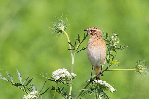 Unterstützen Sie den NABU Spende für die Natur in Thüringen