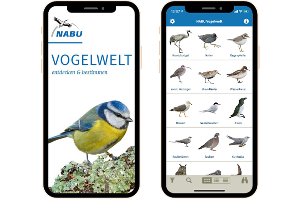 NABU-App „Vogelwelt“ Einzigartige freigestellte Fotos & Bestimmungsfunktion