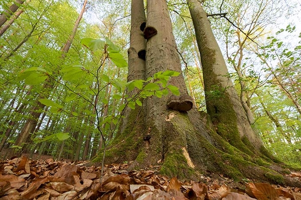 Gute Nachrichten zum „Tag des Waldes“
Über 50 Hektar mit dem NABU-Waldschutzfonds 2022 gerettet