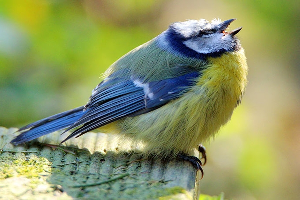 Mysteriöses Meisensterben Hygiene bei Vogelfütterung schützt
