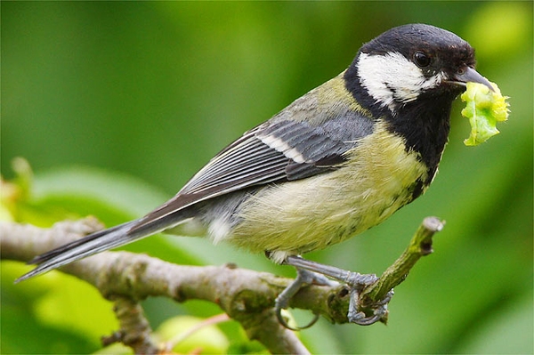 Tipps für den vogelfreundlichen Garten Naturnah und vielfältig soll er sein