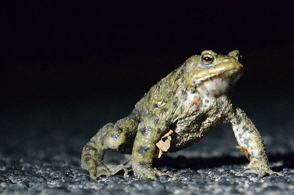 Jede Kröte zählt – nicht nur im Geldbeutel Frösche, Kröten, Molche und Unken starten in den Frühling