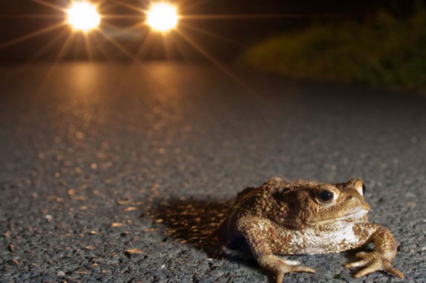 Wetter mild und nass: Kröten wandern früh Autofahrer sollten Rücksicht auf Amphibien und Helfer nehmen