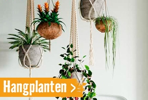 hangplanten | HORNBACH