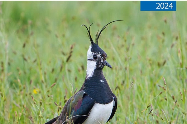 Mitteilungen für sächsische Ornithologen 2024
