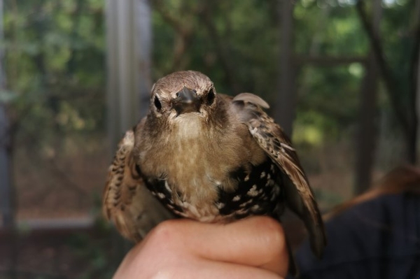 Zweite Chance für jungen Star Jungvogel mit starken Gefiederschäden in Spandau aufgefunden