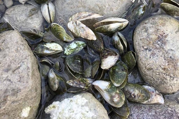 Die Quaggamuschel... ... und ihre Auswirkungen auf das Ökosystem am Bodensee