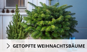 Getopfte Weihnachtsbäume