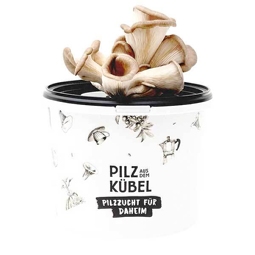 Speisepilz-Anzuchtset Pilz aus dem Kübel