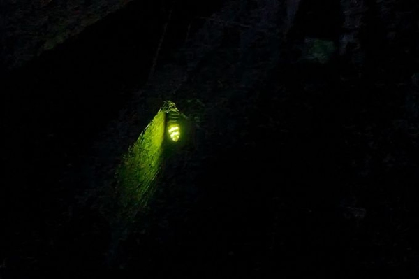 Glühwürmchen huschen durch die Dunkelheit wie kleine Feen Magische Nächte in Thüringen