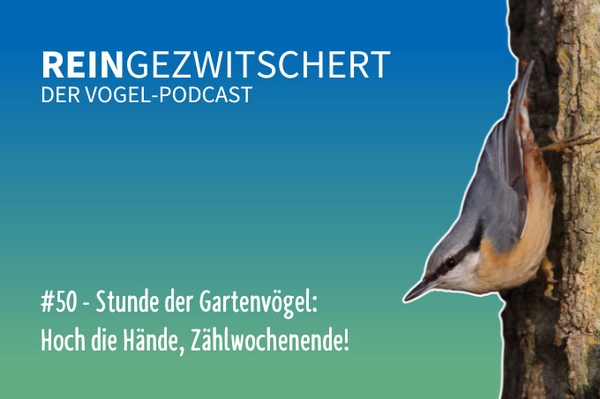Reingezwitschert – der NABU-Vogelpodcast Tipps, Neuigkeiten und Kurioses für alle Vogelfans