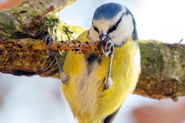 Ergebnis der Stunde der Gartenvögel 2020 So viele Vogelzähler wie noch nie!