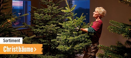 Christbäume im HORNBACH Onlineshop