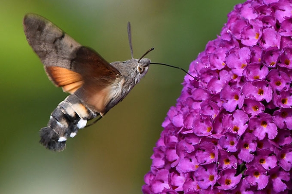 Der Kolibri, der ein Schmetterling ist Jetzt fliegt die Sommergeneration der Taubenschwänzchen