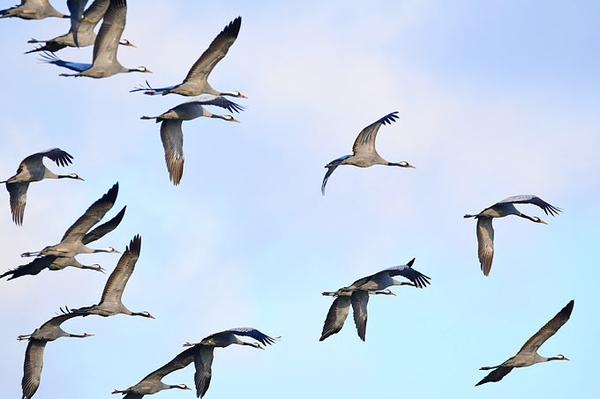 Wettflug um die besten Brutplätze Immer mehr Kranichbeobachtungen mit Zugrichtung Nordost