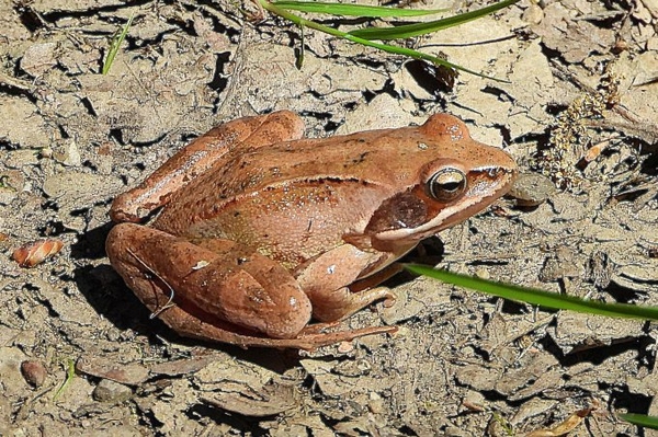 32. Feldherpetologische Tage
