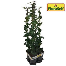 FLORASELF Klimop Hedera hibernica potmaat Ø 17 cm H 70 cm 4 stuks | HORNBACH