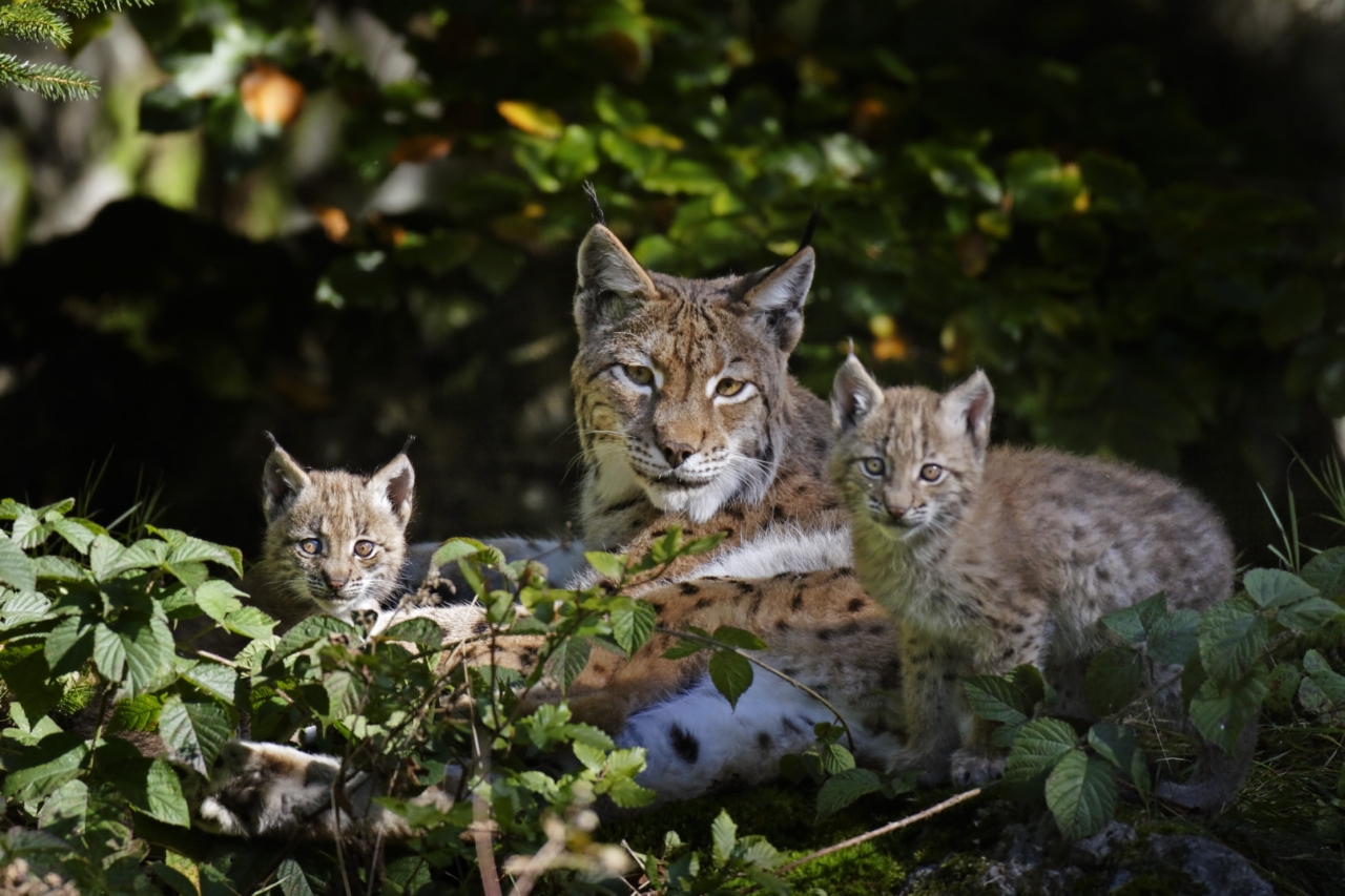 Luchs mit Nachwuchs © NABU / Marcus Bosch