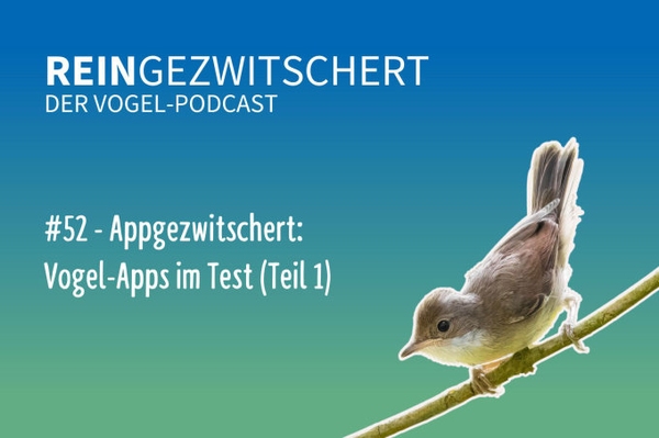 Reingezwitschert – der NABU-Vogelpodcast Tipps, Neuigkeiten und Kurioses für alle Vogelfans