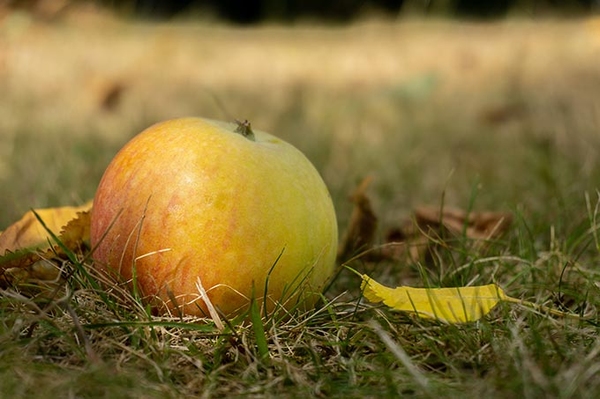 „Gemeinsam für Streuobstparadiese“ Gutes Resümee zur Halbzeit