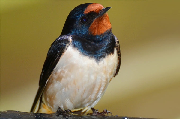 Fliegende Glücksboten brauchen Unterstützung