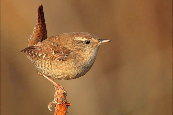 Zwischenbilanz „Stunde der Wintervögel“ 2023 Weniger Wintervögel in Niedersachsen