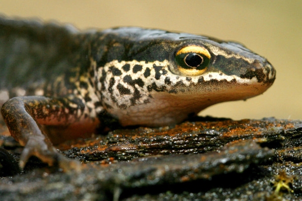Ankündigung 33. Feldherpetologische Tage