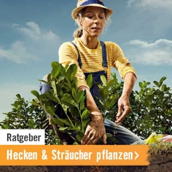 HORNBACH Ratgeber Hecken und Sträucher pflanzen