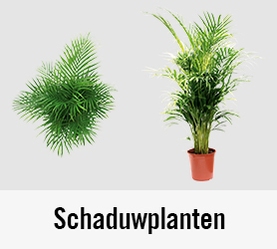 Schaduwplanten | HORNBACH