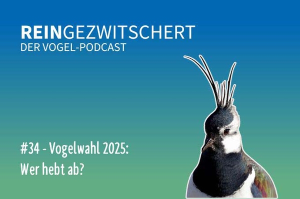 Reingezwitschert – der NABU-Vogelpodcast Tipps, Neuigkeiten und Kurioses für alle Vogelfans